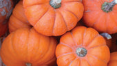 The Pumpkin Craze You Can Fall Into